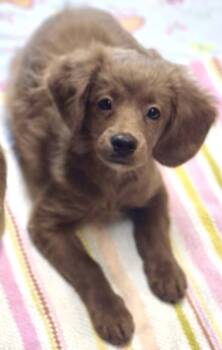 Othello -  Cockapoo Dog for Adoption in Los Angeles, California - Othello | PetCurious