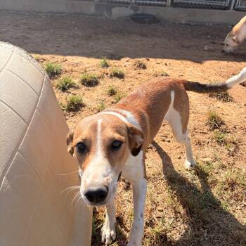 Susie Q -  English Foxhound and Treeing Walker Coonhound Dog for Adoption in Melbourne, Arkansas - Susie Q | PetCurious
