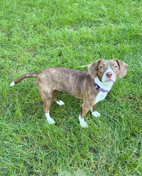 Tilly -  Beagle and Boston Terrier Dog for Adoption in Omaha, Nebraska - Tilly | PetCurious