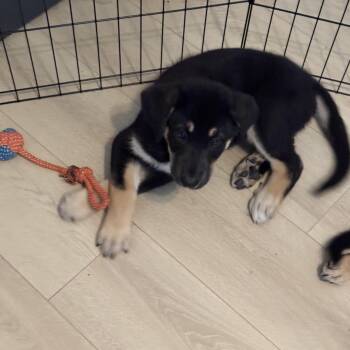 Ruby and Hera  -  German Shepherd Dog Dog for Adoption in Santa Barbara, California - Ruby And Hera  | PetCurious