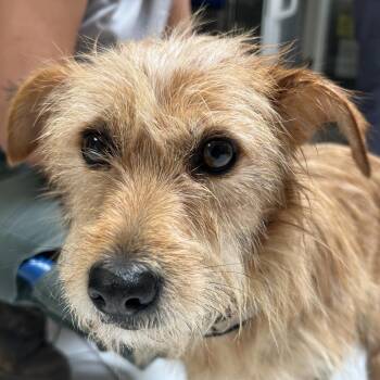 Nina -  Terrier Dog for Adoption in Ojai, California - Nina | PetCurious