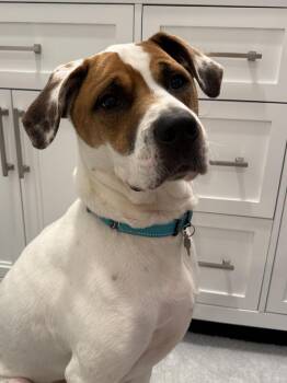 Odie Bruiser -  Pointer Dog for Adoption in Boston, Massachusetts - Odie Bruiser | PetCurious