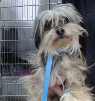 Yorkshire Terrier and Mixed Breed Dogs Available for Adoption in Salinas, California - ENZO | PetCurious