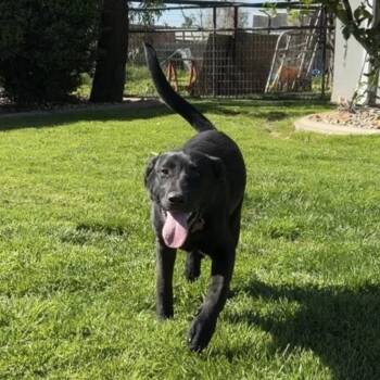 Ogden -  Black Labrador Retriever Dog for Adoption in Wilton, California - Ogden | PetCurious