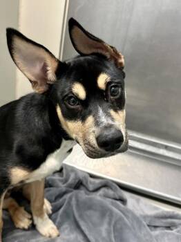 Mixed Breed Dogs Available for Adoption in Wichita, Kansas - Good Sam Dog | PetCurious