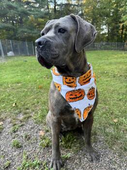 Rescue Cane Corso Dogs for Adoption in Houghton, Michigan - Wren | PetCurious
