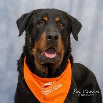 Rottweiler and Mixed Breed Dogs Available for Adoption in Albuquerque, New Mexico - BARBADOS | PetCurious