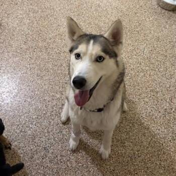 Diamond (with Dozer) -  Husky Dog for Adoption in Swanzey, New Hampshire - Diamond (with Dozer) | PetCurious