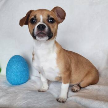 Chihuahua and French Bulldog Dogs Available for Adoption - Lyra | PetCurious