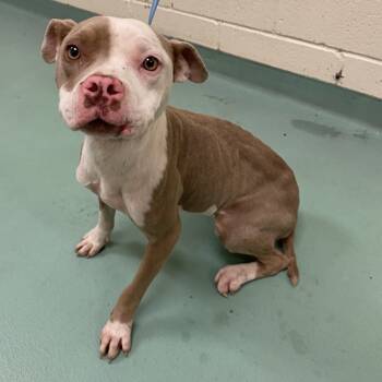 Rescue Mixed Breed Dogs for Adoption in Memphis, Tennessee - Buttercup | PetCurious