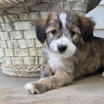 Terrier Dogs Available for Adoption in Shelby, North Carolina - Sammy | PetCurious