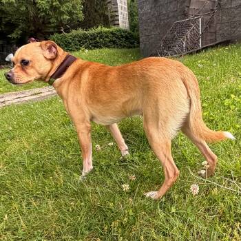 Frankie -  Chihuahua Dog Available for Adoption in Latrobe, Pennsylvania - Frankie | PetCurious