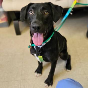 Lee -  Mixed Breed Dog Available for Adoption in Wantagh, New York - Lee | PetCurious