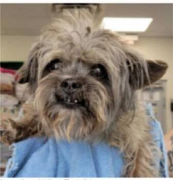 Terrier Dogs Available for Adoption in Cranston, Rhode Island - Talivar In TX | PetCurious