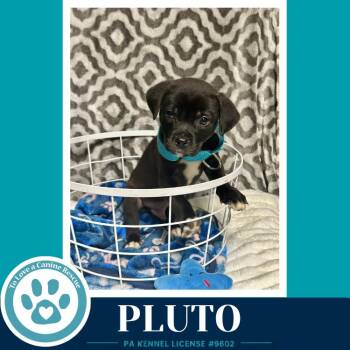 Labrador Retriever and Pit Bull Terrier Dogs Available for Adoption in Kimberton, Pennsylvania - Pluto (Xena