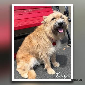 Terrier Dogs Available for Adoption in Fredericksburg, Virginia - Kaiya | PetCurious