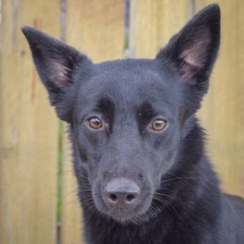 Border Collie and Black Labrador Retriever Dogs Available for Adoption in Huntley, Illinois - Lochness | PetCurious