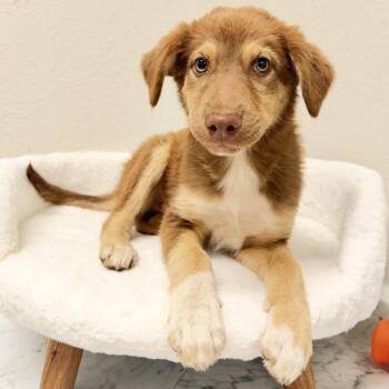 1137 (2026) Simba -  Labrador Retriever and Australian Kelpie Dog for Adoption in Parker, Colorado - 1137 (2026) Simba | PetCurious
