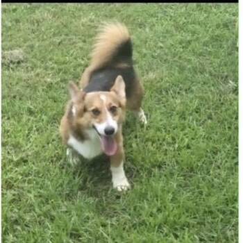 Chase -  Cardigan Welsh Corgi Dog for Adoption in Baton Rouge, Louisiana - Chase | PetCurious