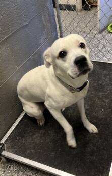 Rescue Pit Bull Terrier Dogs for Adoption in Liverpool, New York - Scooby | PetCurious