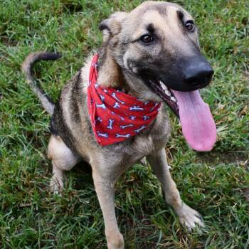 Stuart -  Belgian Shepherd Malinois Dog for Adoption in Beaumont, Texas - Stuart | PetCurious