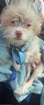 Dursley -  Mixed Breed Dog for Adoption in Chamblee, Georgia - Dursley | PetCurious