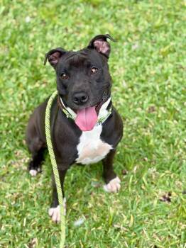 Lilly -  Pit Bull Terrier Dog for Adoption in Randolph, Vermont - Lilly | PetCurious