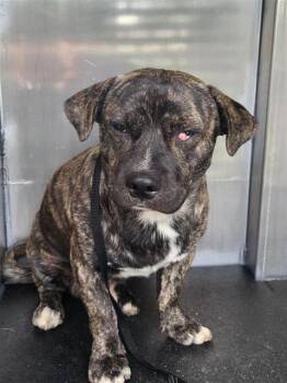 Terrier Dogs Available for Adoption in San Antonio, Texas - GOLIATH | PetCurious
