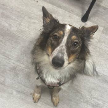 Australian Shepherd and Border Collie Dogs Available for Adoption in Waldorf, Maryland - Canoli | PetCurious