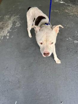 HYDRO -  American Bulldog Dog for Adoption in Doral, Florida - HYDRO | PetCurious