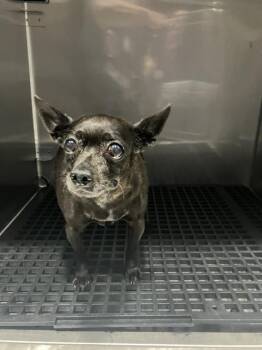 Chihuahua Dogs Available for Adoption in Dallas, Texas - PRESCOTT | PetCurious
