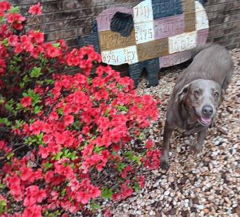 Bender -  Labrador Retriever Dog for Adoption in Maryville, Tennessee - Bender | PetCurious