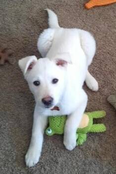 Labrador Retriever Dogs Available for Adoption - Olaf | PetCurious