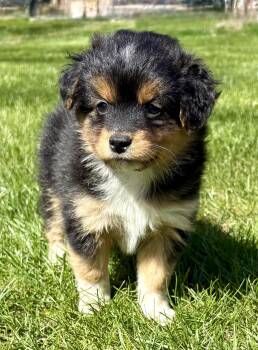Shih Tzu and Pomeranian Dogs Available for Adoption in New Baltimore, Michigan - Tessa | PetCurious