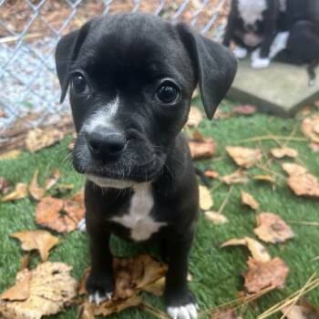 Rescue Boxer and Hound Dogs for Adoption in Quakertown, Pennsylvania - Delphine | PetCurious