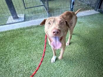 Catahoula Leopard Dog Dogs Available for Adoption in Rowlett, Texas - DRAMATIKO | PetCurious