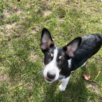 Jack -  Australian Shepherd Dog for Adoption in Crystal Lake, Illinois - Jack | PetCurious