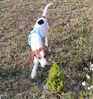 Rescue Coonhound Dogs for Adoption in Clinton, Michigan - Tober | PetCurious