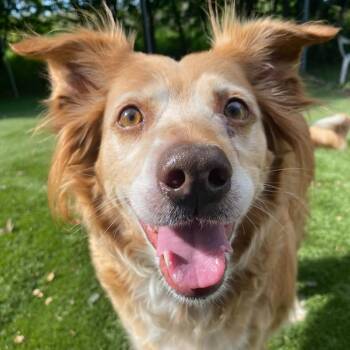 KiKi -  Mixed Breed Dog for Adoption in Davenport, Iowa - KiKi | PetCurious