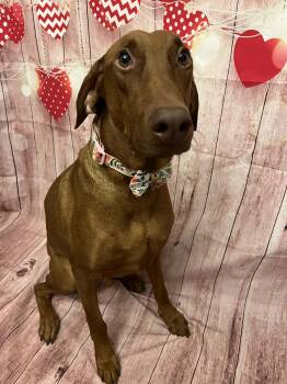 Hound and Vizsla Dogs Available for Adoption - Gentleman Donatello | PetCurious