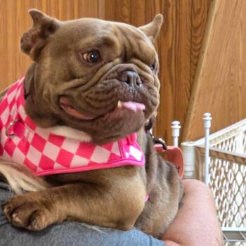 Honey -  American Bully Dog for Adoption in Huber Heights, Ohio - Honey | PetCurious