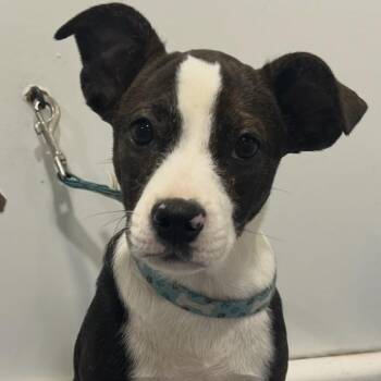 Boston Terrier Dogs Available for Adoption in Laurel, Mississippi - Candy | PetCurious