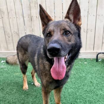 Sherman the Shepherd -  German Shepherd Dog Dog for Adoption in Abbotsford, British Columbia - Sherman The Shepherd | PetCurious