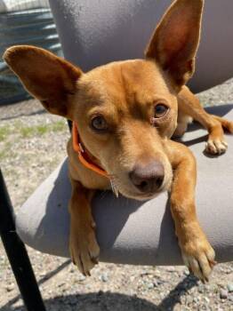 Jasper -  Chihuahua Dog for Adoption in Polson, Montana - Jasper | PetCurious