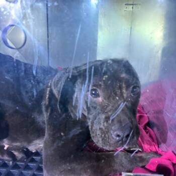 Circe -  Mixed Breed Dog for Adoption in Philadelphia, Pennsylvania - Circe | PetCurious