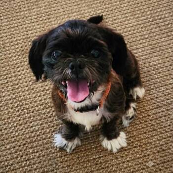 Spike -  Brussels Griffon Dog for Adoption in Eustis, Florida - Spike | PetCurious
