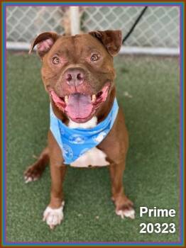 PRIME -  Pit Bull Terrier and American Staffordshire Terrier Dog for Adoption in Marietta, Georgia - PRIME | PetCurious