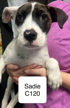 Sadie -  Boxer and Cattle Dog Dog for Adoption in Morganton, North Carolina - Sadie | PetCurious