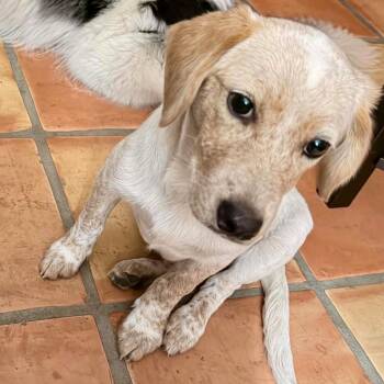 Penny -  Australian Cattle Dog Blue Heeler and Labrador Retriever Dog Available for Adoption in Harlingen, Texas - Penny | PetCurious