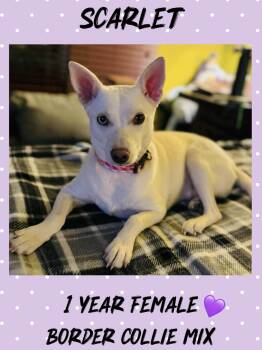 Rescue Border Collie Dogs for Adoption in Mesa, Arizona - SCARLET  –  1 YEAR BORDER COLLIE MIX FEMALE | PetCurious